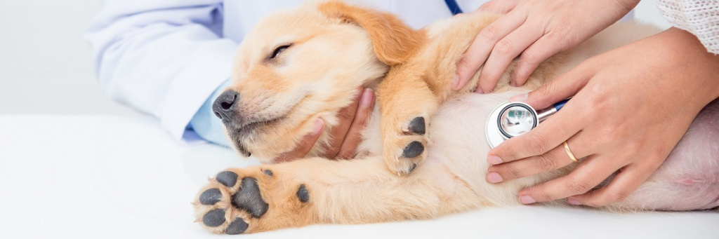 Бешенство у собак: основные симптомы и профилактика