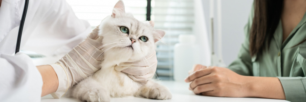 Как избавиться от блох у кошек в домашних условиях