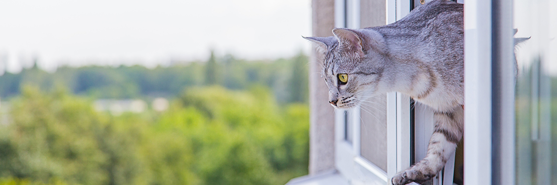 Что делать, если кошка выпала из окна