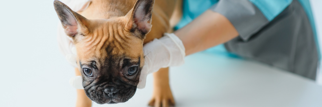 простуда у собак симптомы и лечение