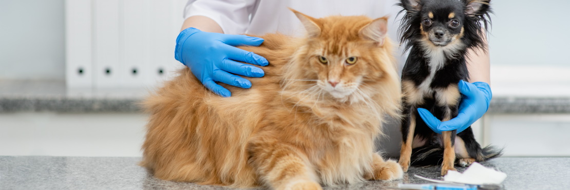 Чипирование кошек: преимущества, процедура и меры безопасности
