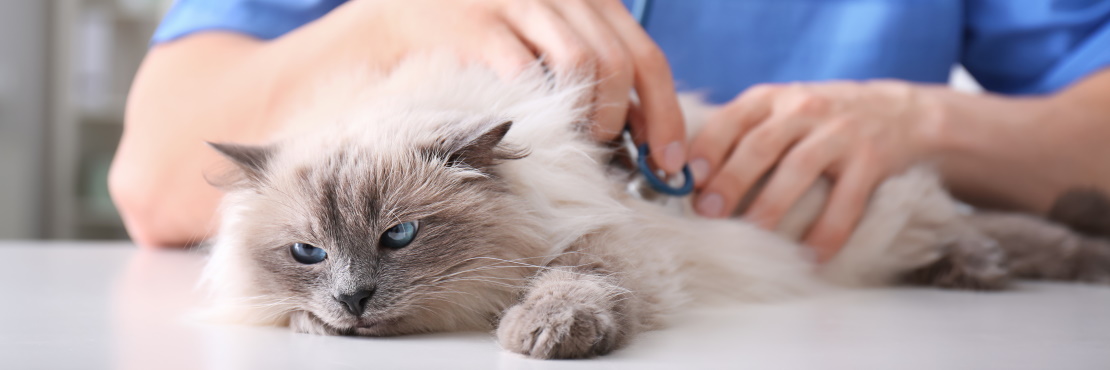 гепатит у кота можно ли вылечить