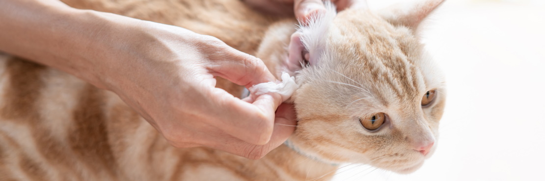 Ушной клещ у кошек и котят: признаки, симптомы и лечение
