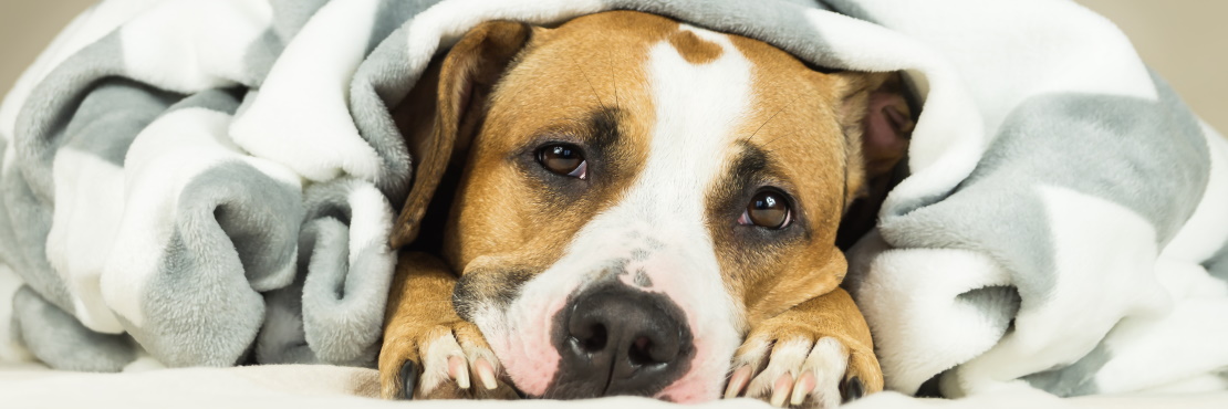 Артрит у собак: лечение и профилактика