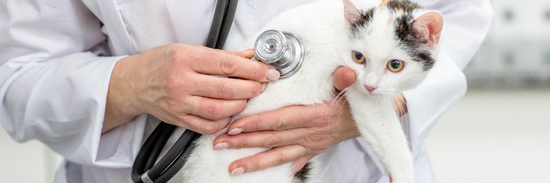 Рак у кошек: виды, симптомы, лечение