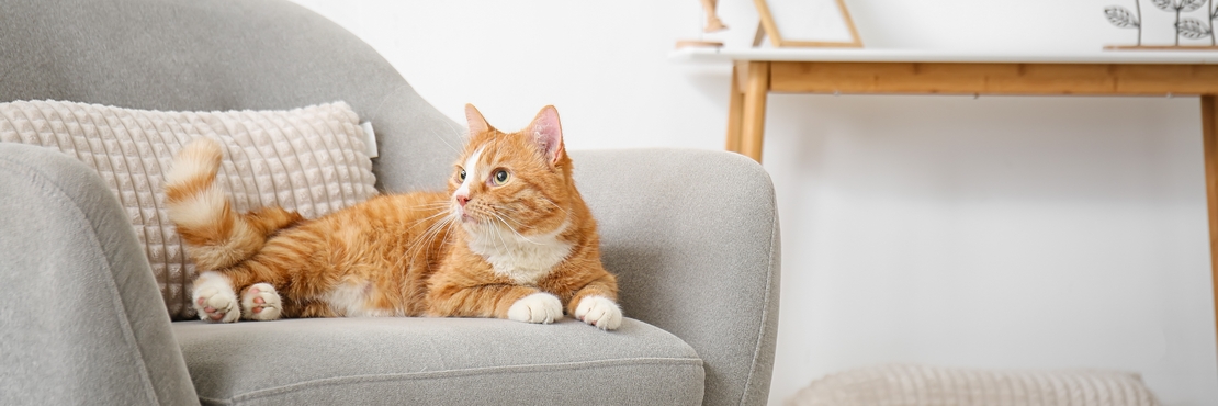 Как помочь кошке пережить переезд: 8 советов