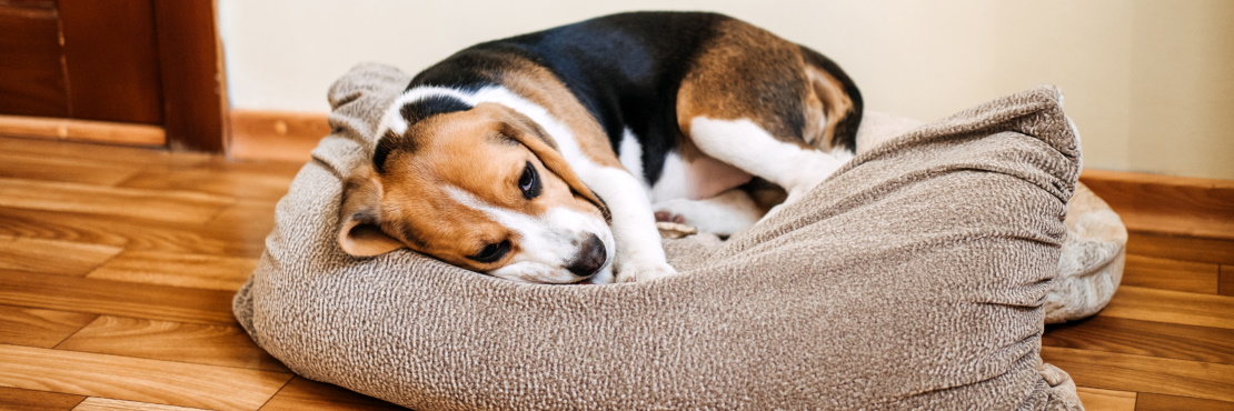 Что нужно знать о почечной недостаточности у собак?