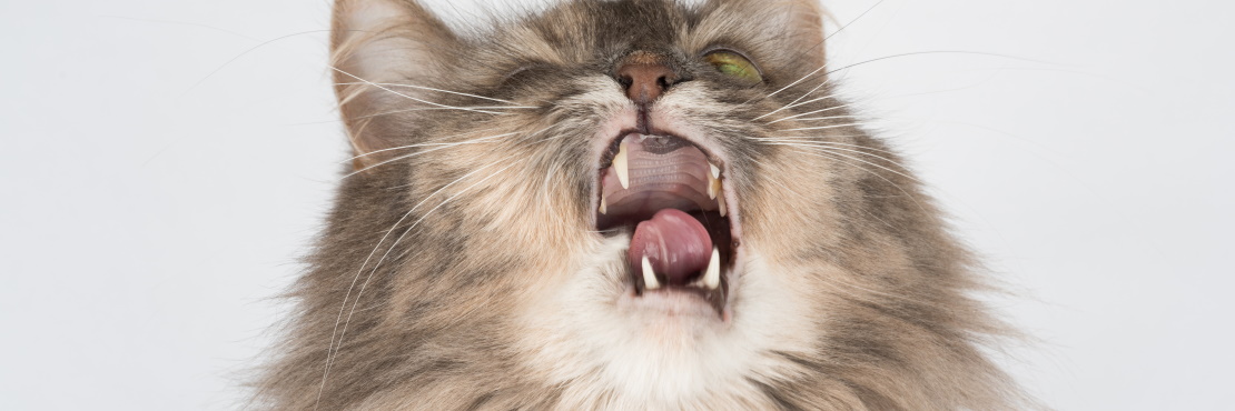 почему кошка чихает часто причины и чем лечить