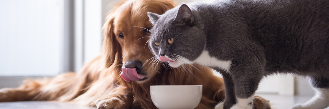 Дополнительные добавки к корму для кошек и собак