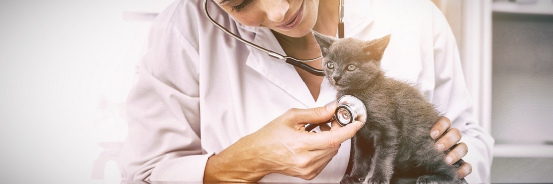 Какие прививки делают котятам?