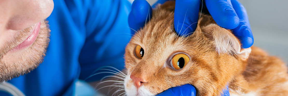 Виды заболеваний глаз у кошек