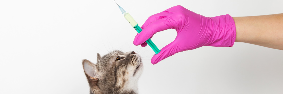 Прививка от бешенства для кошек