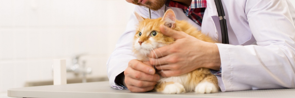 Гомеопатия для кошек и котов