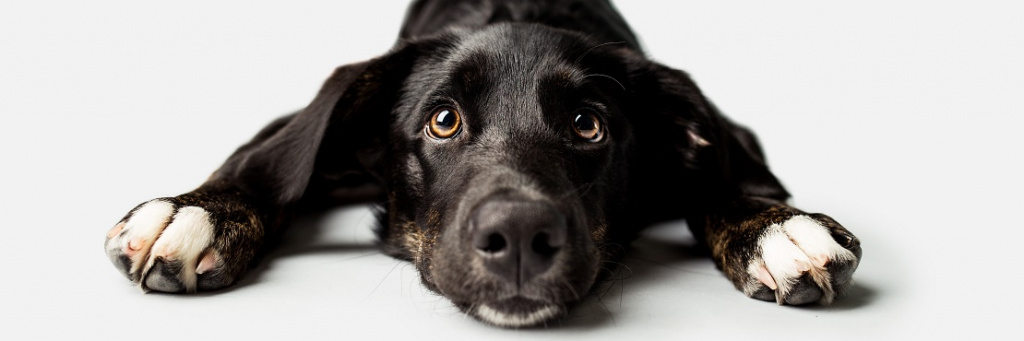 Бешенство у собак: основные симптомы и профилактика 