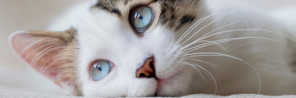 Депрессия у кота: как выявить и чем лечить