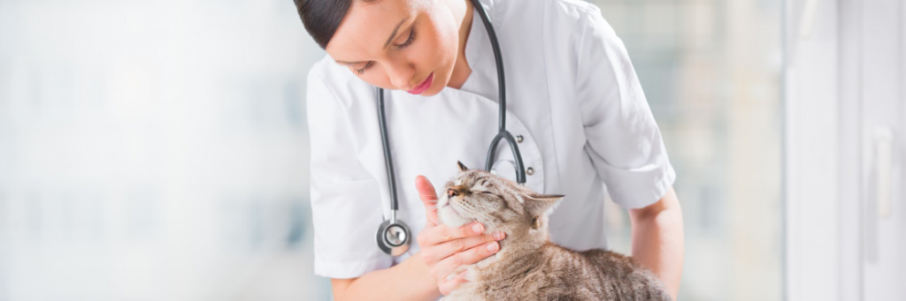 Лечение вирусных инфекций у кошек