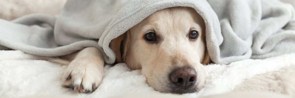 Как вылечить простуду у собак