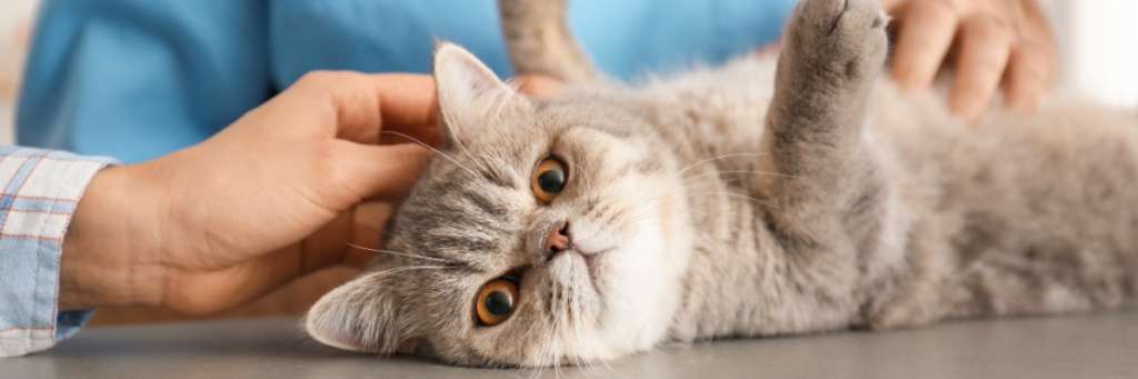 Лечение артрита у кошек