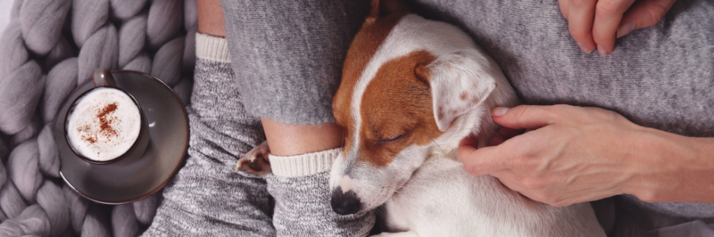 Переохлаждение у собак: причины, симптомы, первая помощь