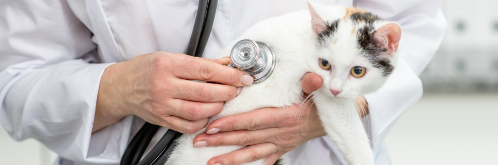 Сердечная недостаточность у кошек - симптомы, лечение, прогноз