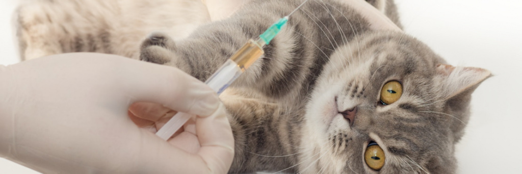 Прививка от бешенства для кошек 