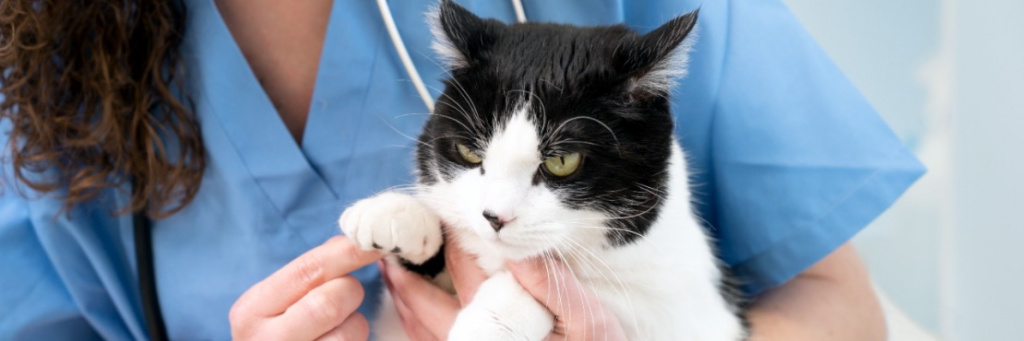 Лечение артрита у кошек