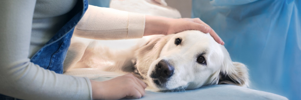Причины артрита у собак, симптомы и профилактика заболевания суставов