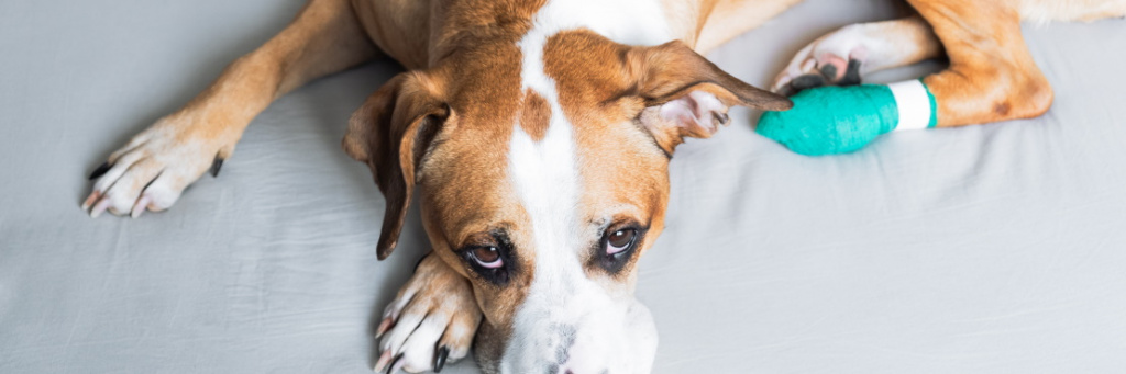 Перелом у собаки: как определить, как лечить