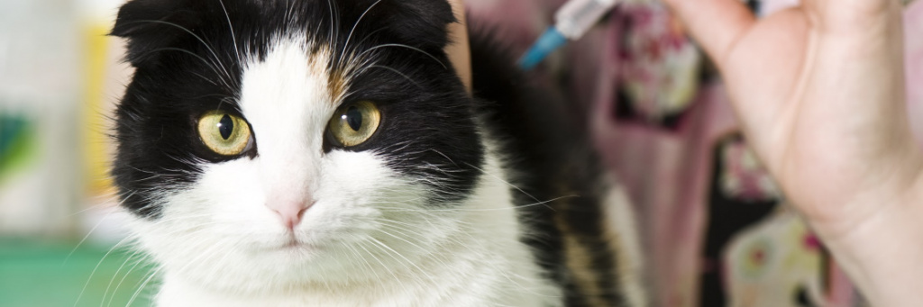 Бешенство у кошек: симптомы и признаки