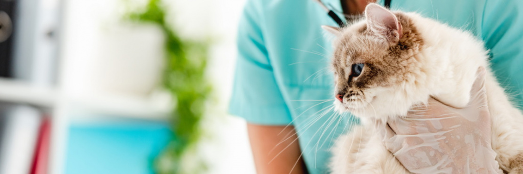 4 основных симптома сердечной патологии у кошек: как распознать и что делать
