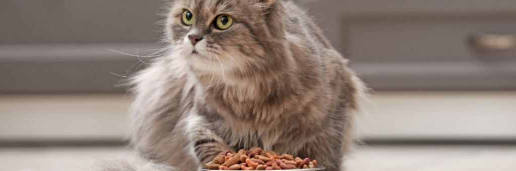 Чем кормить стерилизованного кота?