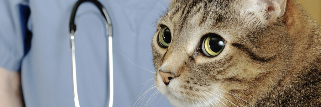 Пищевая аллергия у кошки: что делать?