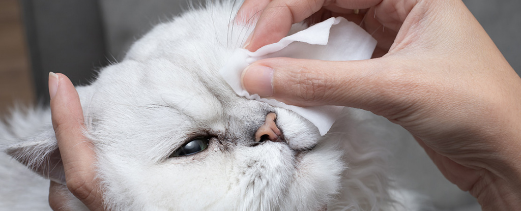 Заболевания глаз у кошек