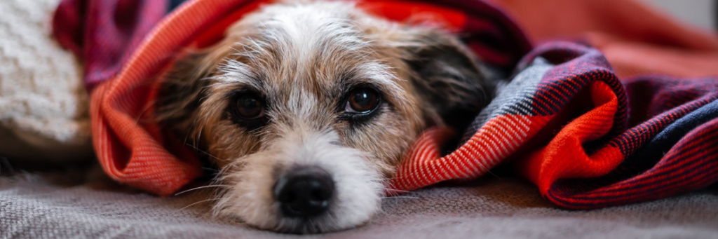 Современные подходы в лечении питомникового кашля у собак