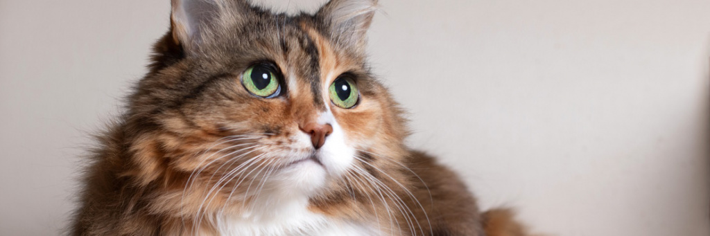 Жизнь пожилых кошек: как правильно содержать и заботиться? | 4+2 совета