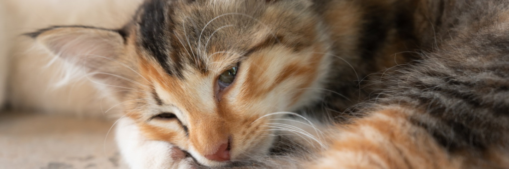 Гепатит у кошек: симптомы, лечение и профилактика