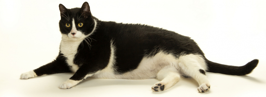 Ожирение у кошек: чем лечить и как кормить