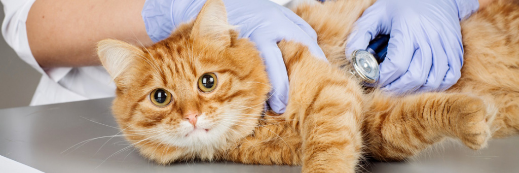 Коронавирусная инфекция кошек (Вирусный Перитонит кошек, ФИП)