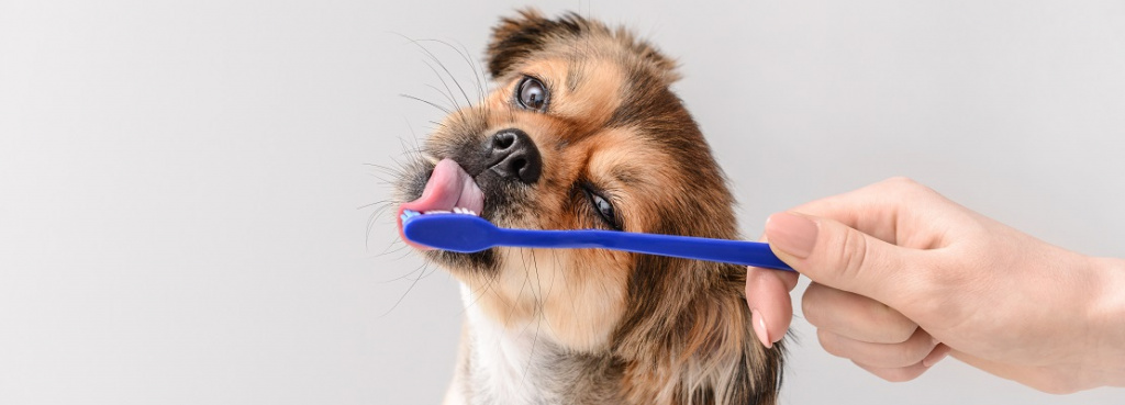 Как чистить зубы собаке, С какого возраста нужно чистить зубы чихуахуа