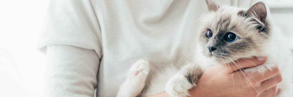 Аллергия у кошек: причины и советы по лечению