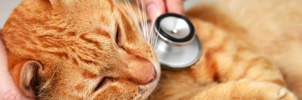 Рак у кошек: виды, симптомы, лечение