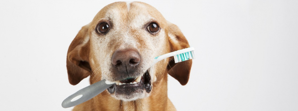 Как и чем почистить зубы собаке