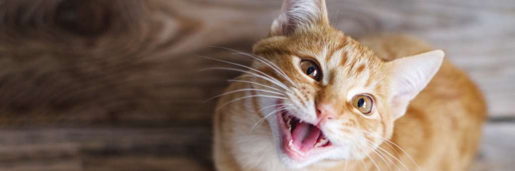 Гормональные препараты для кошек: за и против