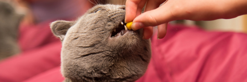 Какие витамины нужны кошке