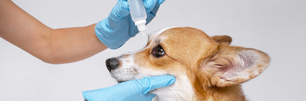 Виды заболеваний глаз у собак
