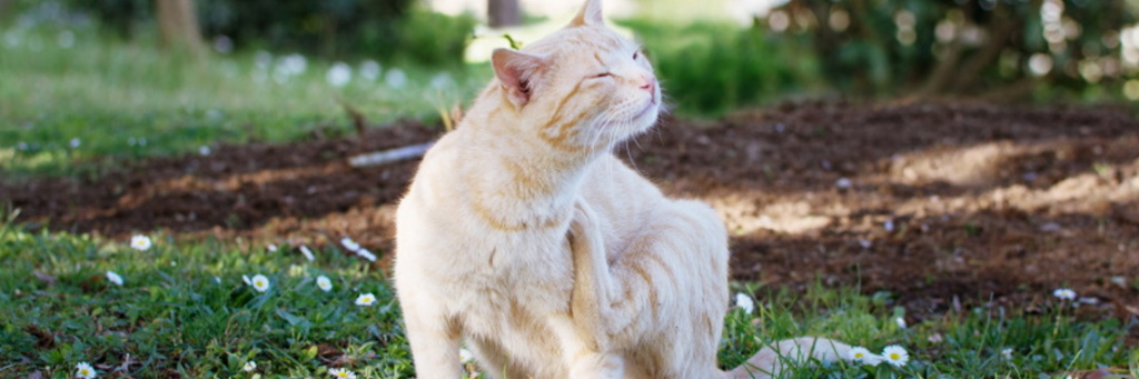 Лечение дерматита у кошек | Приют для кошек 