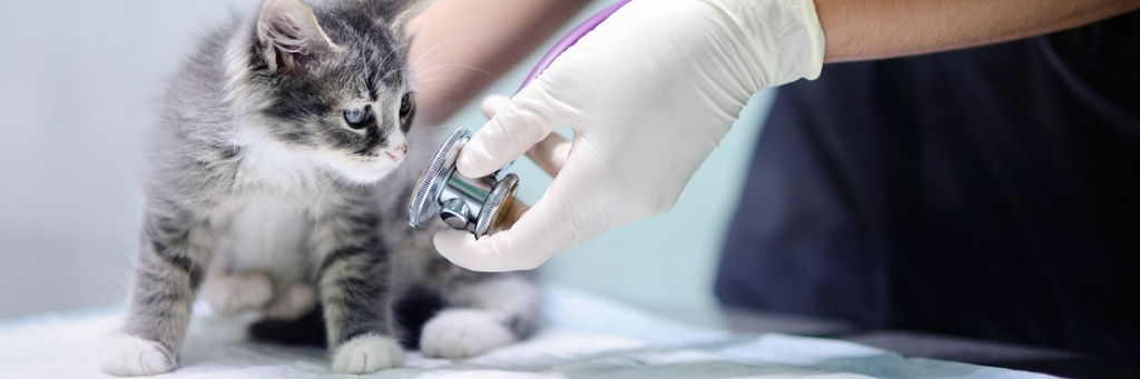 Лечение вирусных инфекций у кошек
