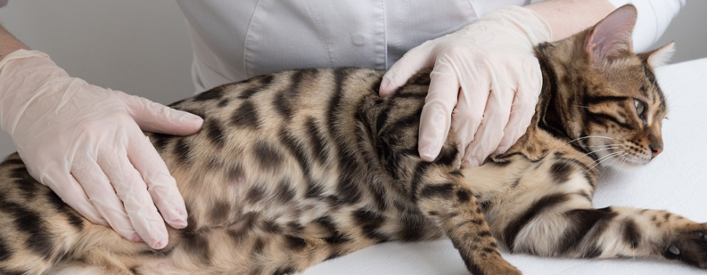 Планирование и ведение беременности кошки под контролем ветеринара