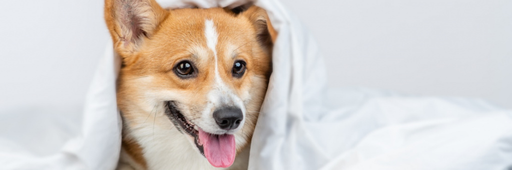 Артроз у собак: симптомы, диагностика и лечение | VETSTEM