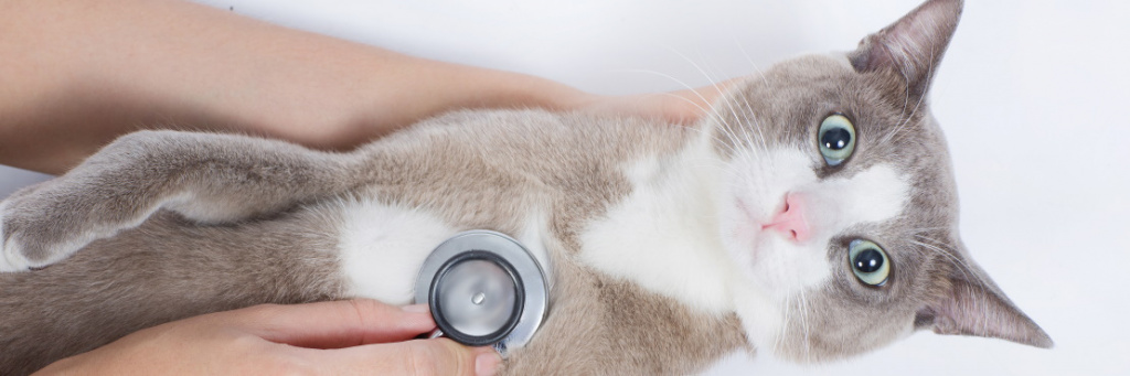 Пищевая аллергия у кошки: что делать?
